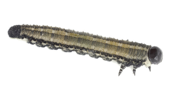 Neodiprion sertifer, european pine sawfly larva isolated