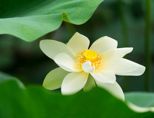 Obraz na płótnie Canvas white lotus