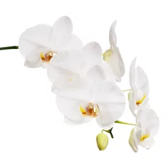 Photo sur Plexiglas Orchidée Orchidée blanche isolée sur fond blanc.