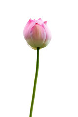 isolated pink lotus