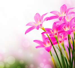 pink zephyranthes flower , bokeh