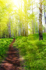Obraz premium Pathway at sunny forest