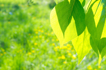 Green poplar leaves on floral background
