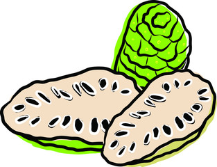 hand drawn Noni fruits or Indian Mulberry