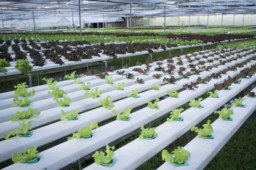 Hydrophonic Plantation