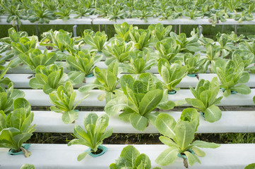 Obraz premium Hydrophonic Plantation