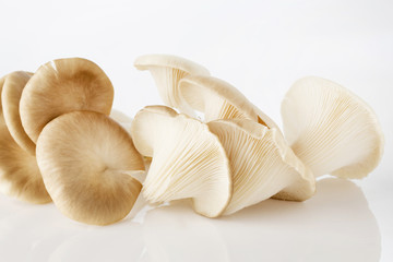 Oyster mushroom on white background