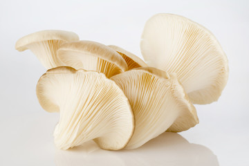 Fototapeta na wymiar Oyster mushroom