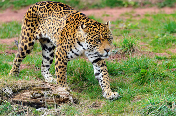 Jaguar Stalking Prey