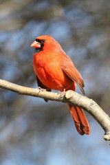 Cardinal On A Perch