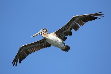 Brown Pelican In Flight