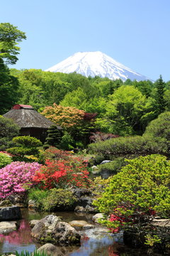 初夏の頃