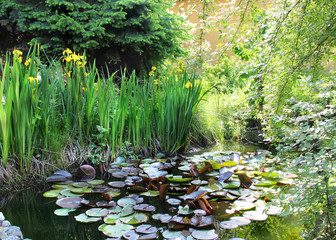 House garden with small pond