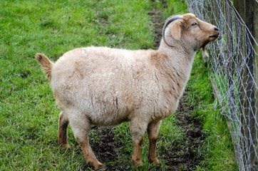 Fototapeta premium Farm Animals - Goat