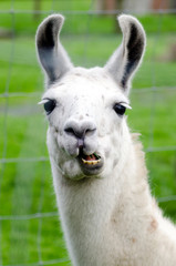 Farm Animals - Lama © Rafael Ben-Ari