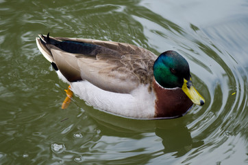 Mallard Duck