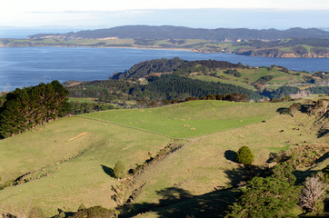 Matakana - New Zealand