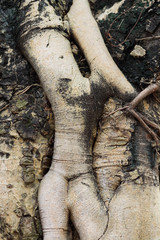 Obraz premium Tree root