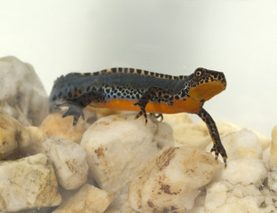 Bergmolch, Ichthyosaura alpestris