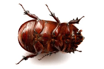 nasicornis insecte
