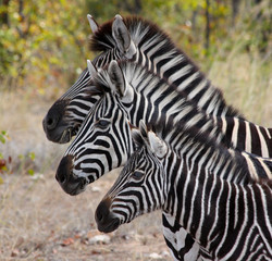 Fototapeta na wymiar Zebras in Kruger National Park, South Africa