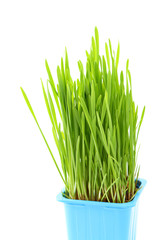 Grass in flowerpot