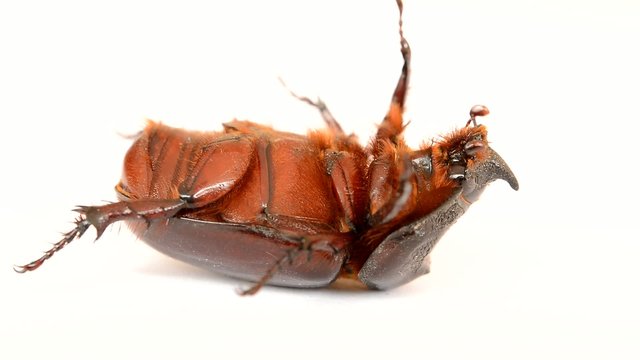 nasicornis insecte