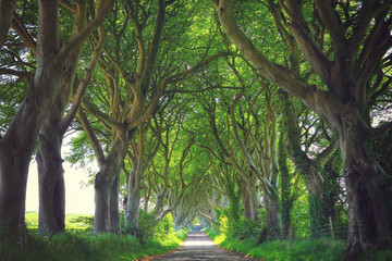 Dark Hedges trees