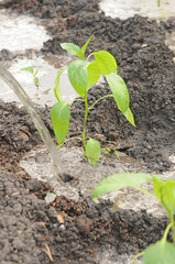 Green peppers growing in the garden
