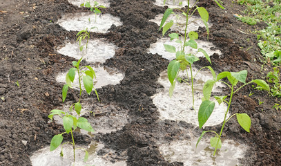 pepper seedling on a bed