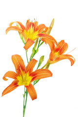 Tiger(striped) lilies on white background. Isolated