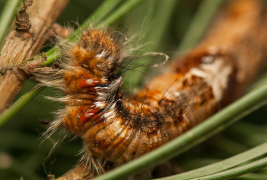 Dendrolimus pini