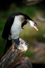 Fototapeta premium Cormoran pie.