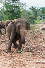 Słoń w sierocińcu, Pinnawela