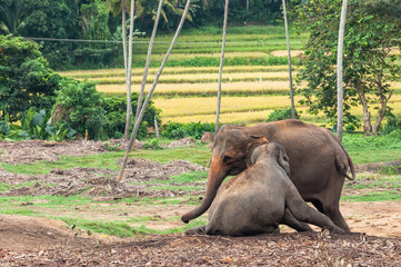Słonie w sierocińcu