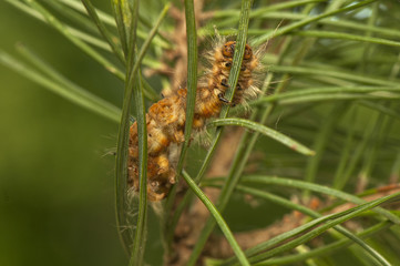 Dendrolimus pini