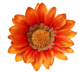 Single flower of Gazania. (Splendens genus asteraceae).Isolated