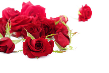 Red roses  heads  isolated.