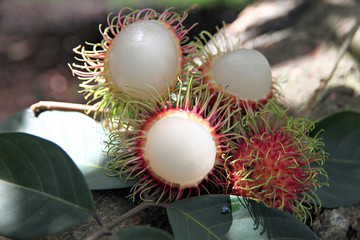 Rambutan flesh on the green Leaves.