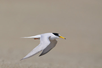 Little Tern