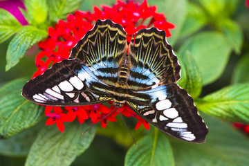 Fototapeta premium Clipper butterfly sitting on a red flower