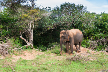 Dziki słoń, Park Narodowy Yala