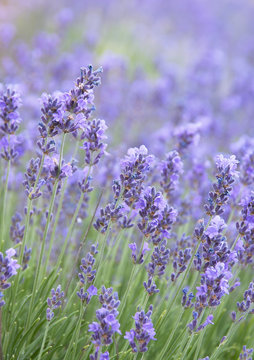 Fototapeta Lavender flowers on summer field closeup