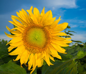 Naklejka premium Sunflower on a blue cloudy sky background