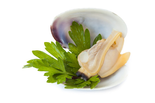 Clams isolated