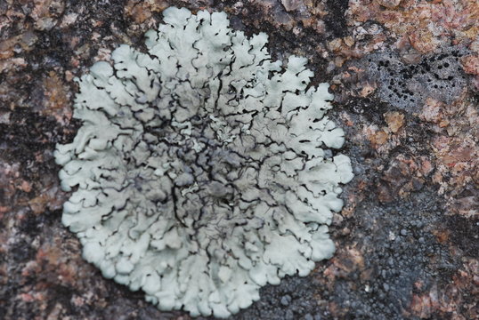 habitat lichen and mosses