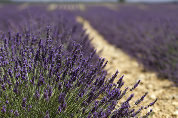 Fototapeta na wymiar Lavender fields in Provence, France
