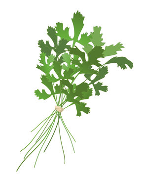 cilantro