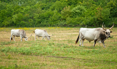 Famous Hungarian grey cattle