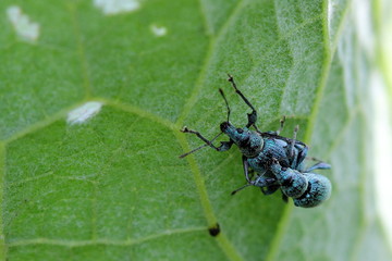 Couple weevils on leaf. Macro